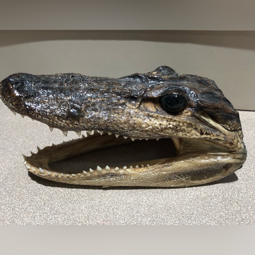 Small Alligator Head Florida Souvenir